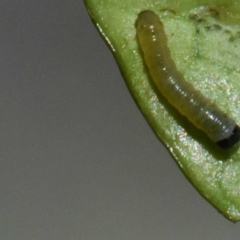 Euploea corinna at Sheldon, QLD - suppressed