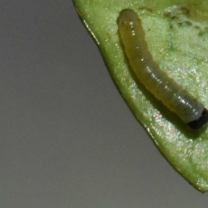 Euploea corinna at Sheldon, QLD - suppressed