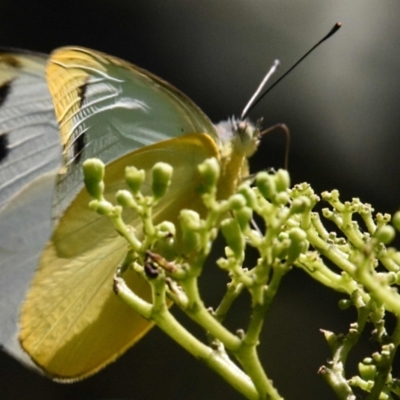 Appias paulina (Yellow Albatross) at Sheldon, QLD - 6 Mar 2021 by PJH123