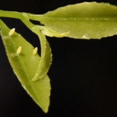 Appias paulina at Sheldon, QLD - 6 Mar 2021