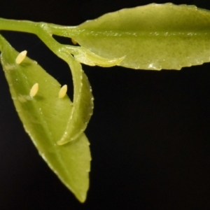 Appias paulina at Sheldon, QLD - 6 Mar 2021