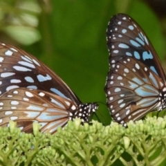 Tirumala hamata (Blue Tiger) at Sheldon, QLD - 22 Feb 2021 by PJH123