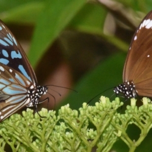 Euploea tulliolus at Sheldon, QLD - 16 Mar 2021