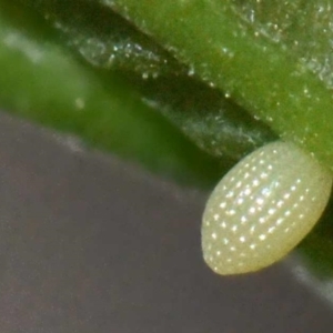 Euploea tulliolus at Sheldon, QLD - 16 Mar 2021