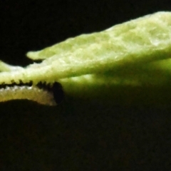 Euploea tulliolus at Sheldon, QLD - 16 Mar 2021