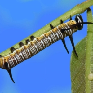 Euploea tulliolus at Sheldon, QLD - 16 Mar 2021