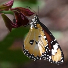 Danaus petilia (Lesser wanderer) at Sheldon, QLD - 14 Mar 2021 by PJH123