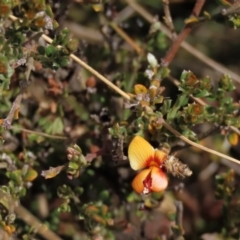 Mirbelia oxylobioides (Mountain Mirbelia) at Top Hut TSR - 26 Mar 2023 by AndyRoo