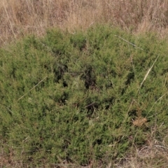 Mirbelia oxylobioides at Dry Plain, NSW - 26 Mar 2023