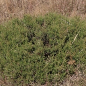 Mirbelia oxylobioides at Dry Plain, NSW - 26 Mar 2023