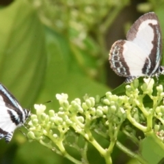 Psychonotis caelius (Small Green-banded Blue) at Sheldon, QLD - 23 Feb 2021 by PJH123