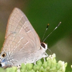 Deudorix diovis (Bright Cornelian) at Sheldon, QLD - 23 Feb 2021 by PJH123