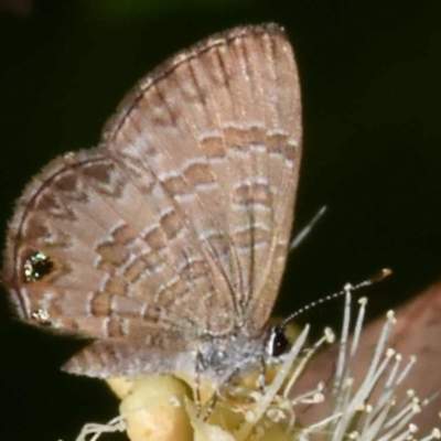 Prosotas felderi (Short-tailed Line-blue) at Sheldon, QLD - 23 Feb 2021 by PJH123