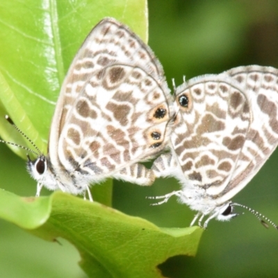 Leptotes plinius (Plumbago Blue) at Sheldon, QLD - 6 Mar 2021 by PJH123