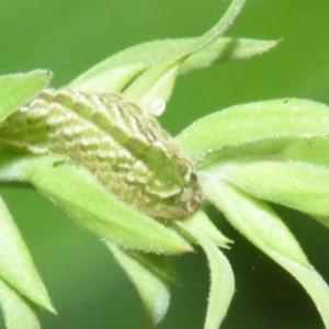 Leptotes plinius at Sheldon, QLD - suppressed