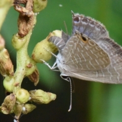 Jamides phaseli (Purple Cerulean) at Sheldon, QLD - 10 Mar 2021 by PJH123