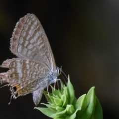 Lampides boeticus (Long-tailed Pea-blue) at Sheldon, QLD - 7 Mar 2021 by PJH123