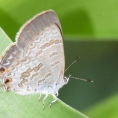 Catopyrops florinda halys (Speckled Line-blue (Southern Subspecies)) at Sheldon, QLD - 26 Feb 2021 by PJH123