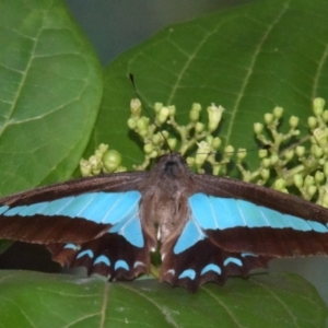 Graphium choredon at Sheldon, QLD - 4 Mar 2021