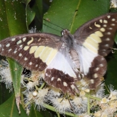 Graphium eurypylus (Pale Triangle) at Sheldon, QLD - 19 Feb 2021 by PJH123