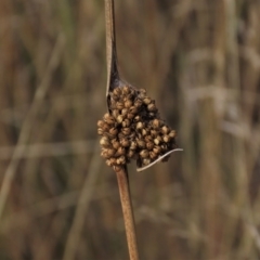 Juncus (genus) (A Rush) at Dry Plain, NSW - 26 Mar 2023 by AndyRoo
