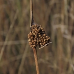 Juncus sp. (A Rush) at Top Hut TSR - 26 Mar 2023 by AndyRoo