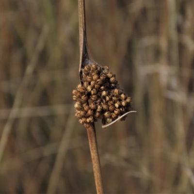 Juncus (genus) (A Rush) at Dry Plain, NSW - 26 Mar 2023 by AndyRoo