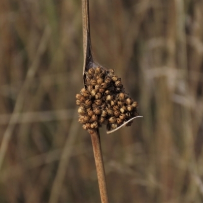 Juncus sp. (A Rush) at Dry Plain, NSW - 26 Mar 2023 by AndyRoo