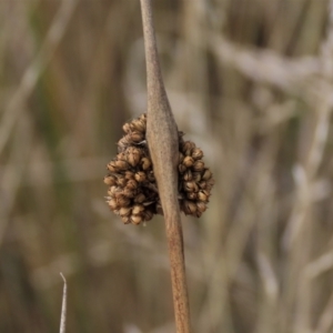 Juncus sp. at Dry Plain, NSW - 26 Mar 2023 12:47 PM