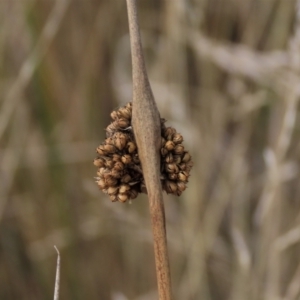Juncus sp. at Dry Plain, NSW - 26 Mar 2023