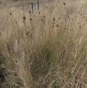 Juncus sp. at Dry Plain, NSW - 26 Mar 2023