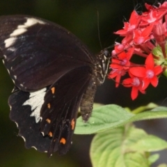 Papilio aegeus (Orchard Swallowtail, Large Citrus Butterfly) at Sheldon, QLD - 21 Feb 2021 by PJH123