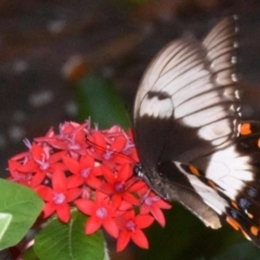 Papilio aegeus (Orchard Swallowtail, Large Citrus Butterfly) at Sheldon, QLD - 10 Mar 2021 by PJH123