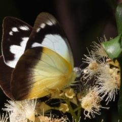 Appias paulina (Yellow albatross) at Sheldon, QLD - 22 Feb 2021 by PJH123