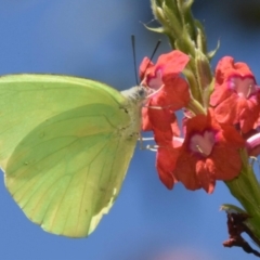 Catopsilia pomona (Lemon Migrant) at Sheldon, QLD - 23 Feb 2021 by PJH123