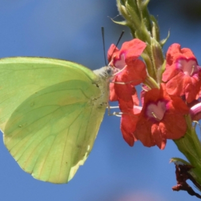 Catopsilia pomona (Lemon Migrant) at Sheldon, QLD - 23 Feb 2021 by PJH123