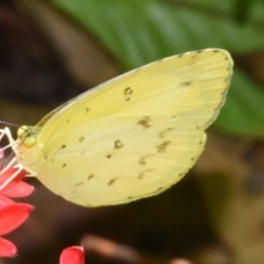 Eurema hecabe (Large Grass-yellow) at Sheldon, QLD - 23 Feb 2021 by PJH123