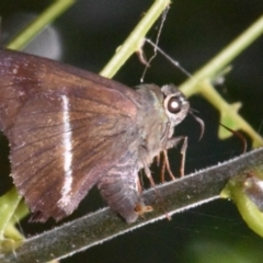 Hasora khoda haslia (Narrow-banded Awl) at Sheldon, QLD - 6 Mar 2021 by PJH123