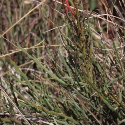 Bossiaea riparia at Dry Plain, NSW - 26 Mar 2023 by AndyRoo