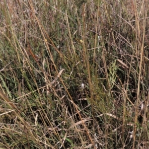 Bossiaea riparia at Dry Plain, NSW - 26 Mar 2023 01:03 PM