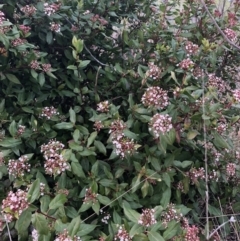 Viburnum tinus (Laurustinus) at Curtin, ACT - 9 Jul 2023 by MichaelMulvaney