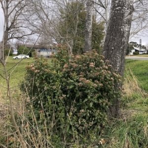 Viburnum tinus at Curtin, ACT - 9 Jul 2023 10:27 AM