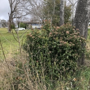 Viburnum tinus at Curtin, ACT - 9 Jul 2023