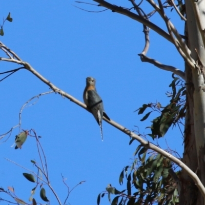 Cacomantis flabelliformis (Fan-tailed Cuckoo) at Gigerline Nature Reserve - 11 Jul 2023 by RodDeb