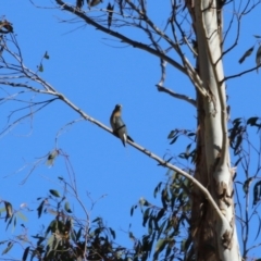 Cacomantis flabelliformis at Tennent, ACT - 11 Jul 2023