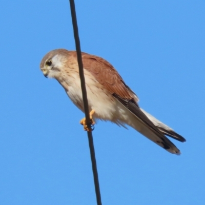 Falco cenchroides (Nankeen Kestrel) at Gigerline Nature Reserve - 11 Jul 2023 by RodDeb