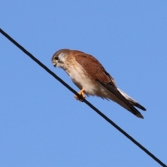 Falco cenchroides at Tennent, ACT - 11 Jul 2023