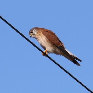 Falco cenchroides at Tennent, ACT - 11 Jul 2023