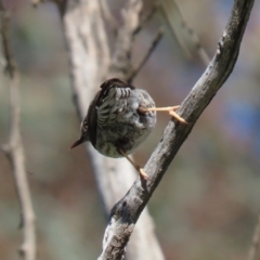 Daphoenositta chrysoptera (Varied Sittella) at Tennent, ACT - 11 Jul 2023 by RodDeb