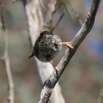 Daphoenositta chrysoptera (Varied Sittella) at Gigerline Nature Reserve - 11 Jul 2023 by RodDeb